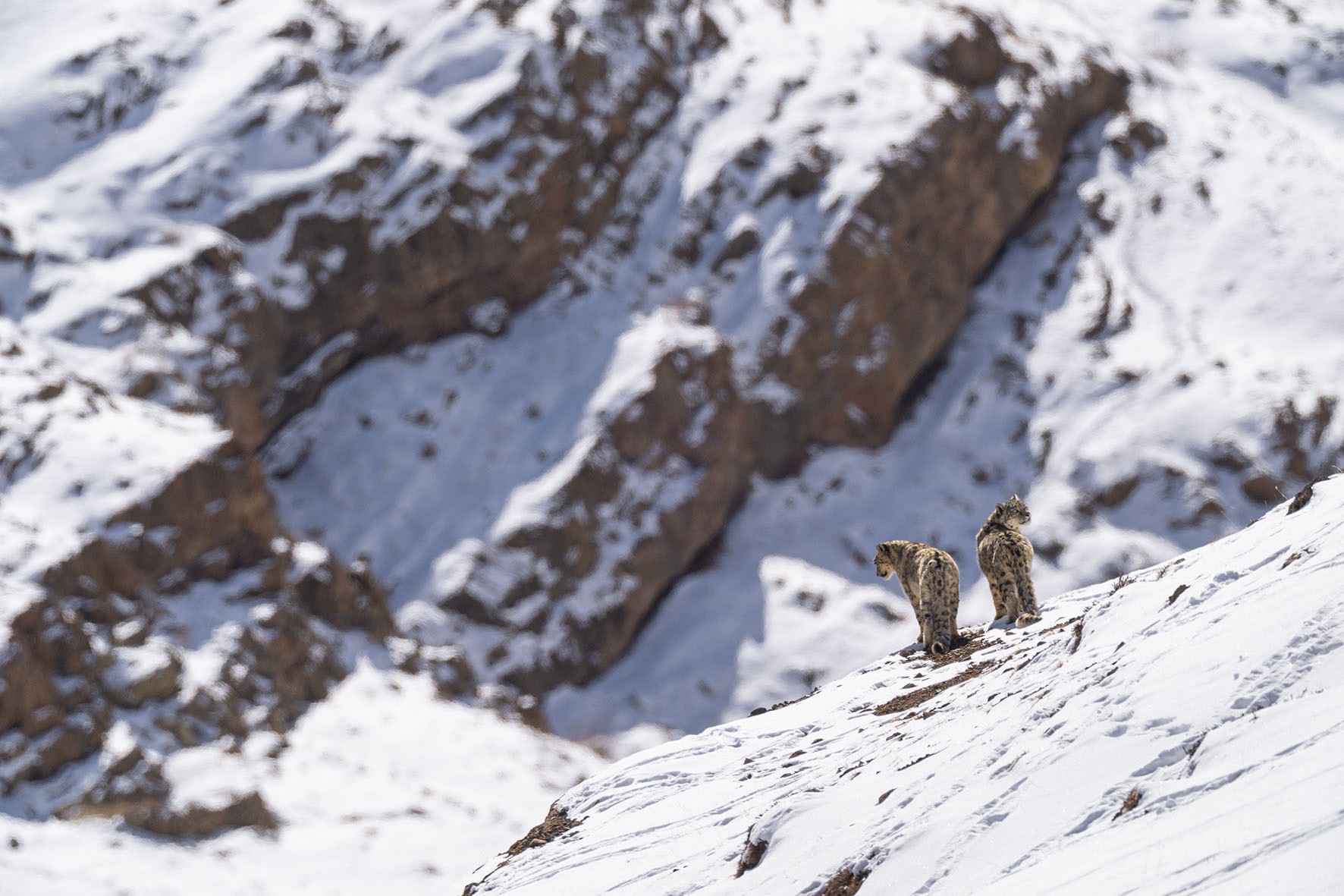 Il fantasma dell'Himalaya 2